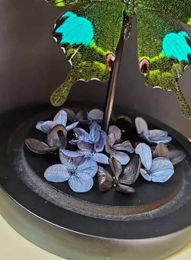 巴黎翠凤蝶真蝴蝶标本干花艺术玻璃罩桌面摆件手工生日收藏礼物