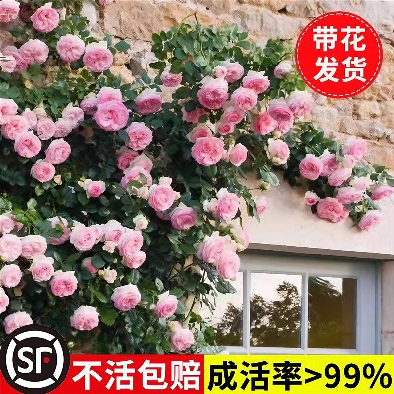 藤本月季大花浓香四季开花蔷薇花苗爬藤攀援植物庭院阳台玫瑰盆栽,淘宝优惠券,粉丝福利购,淘宝优惠卷
