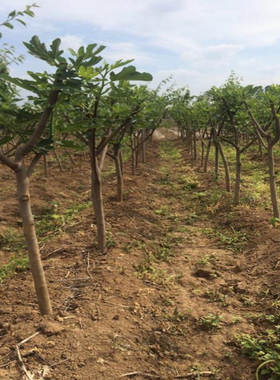 无花果树苗特大波姬红盆栽地栽南北方种植果树苗当年结果无花果苗