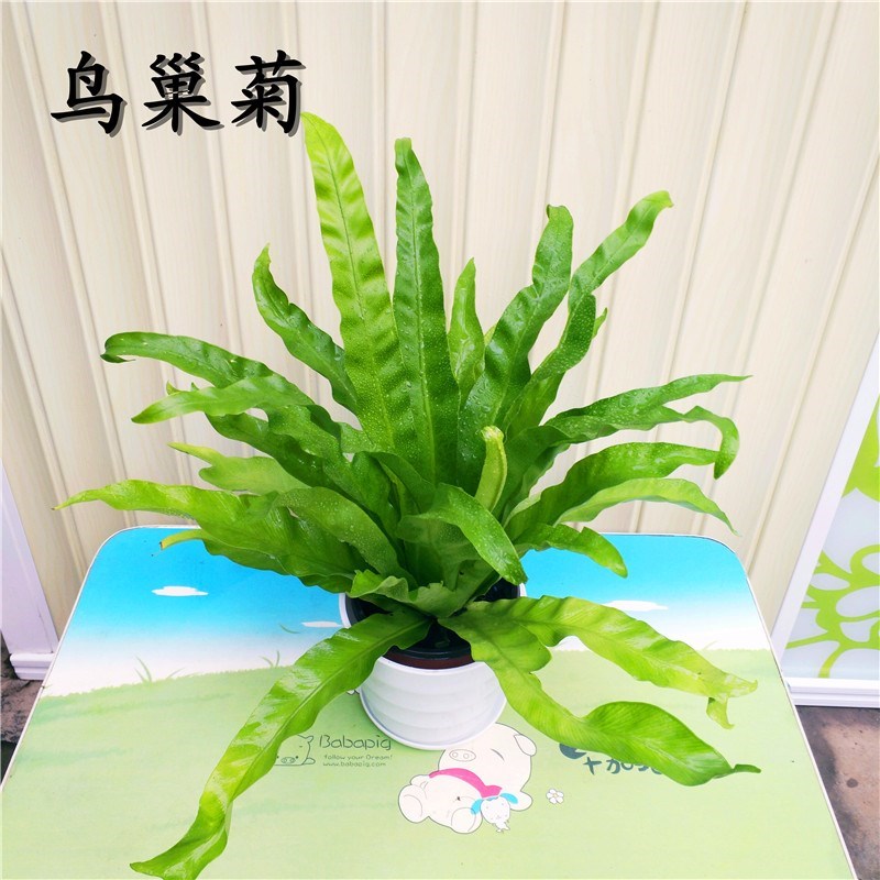 蕨类创意盆栽鸟巢厥波斯狼尾厥铁线厥水培办公室背景四季常青植物 - 图1