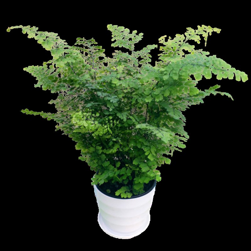 蕨类创意盆栽鸟巢厥波斯狼尾厥铁线厥水培办公室背景四季常青植物 - 图2