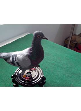 教学标本白鸽子灰鸽子 天然真鸽子标本 教学工艺品摆件