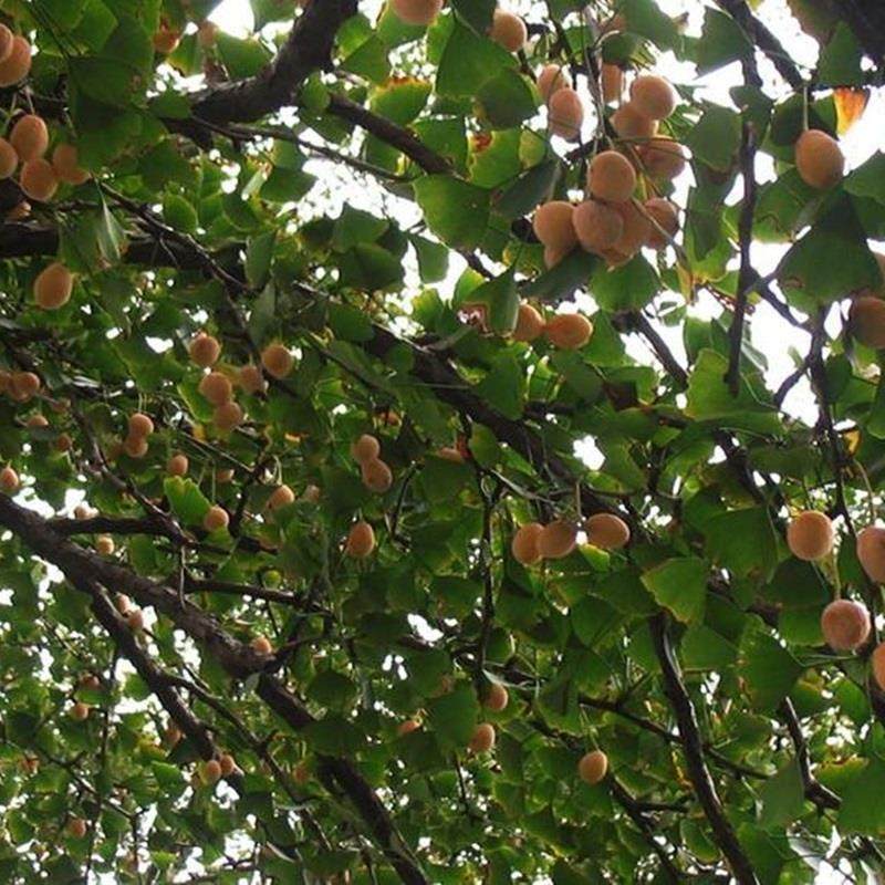 2024年秋季新白果5斤新鲜农家生白果银杏果泰兴大佛指包邮,淘宝优惠券,粉丝福利购,淘宝优惠卷