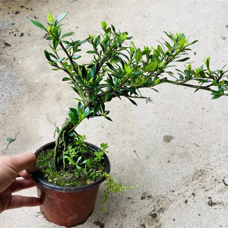 柳叶栀子花树苗水横枝盆景海岛小叶雀舌栀子花提根矮霸开花浓香型 - 图0