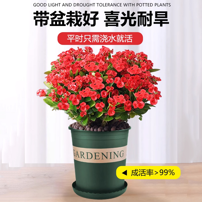 虎刺梅大叶大花铁海棠盆栽室内花卉喜阴绿植物好养活阳台四季开花 - 图0