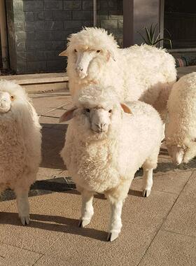 仿真皮毛动物绵羊模型工艺品橱窗装饰大号绵羊招财摆件绵羊标本