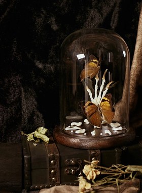 样板间书房摆件j植物主题花艺师永生花玻璃罩展示盒植物标本装饰