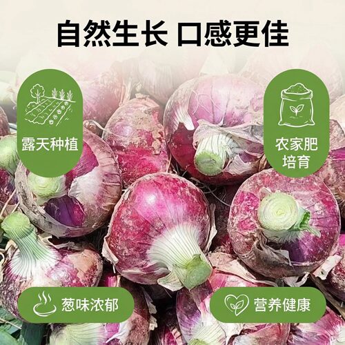 农家土洋葱小洋葱农家自留种露天传统种植香浓健康口感好 - 图1