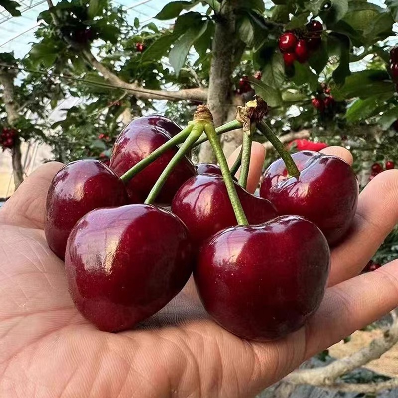 智利车厘子新鲜水果包邮5斤礼盒装当季整箱孕妇进口大樱桃3j4j - 图3