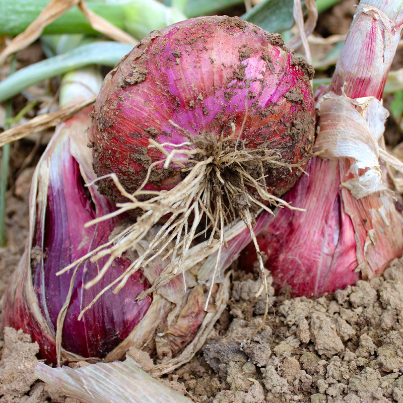 云南新鲜食材农家甄选品质新鲜现挖红紫皮洋葱圆葱包邮到家洋葱,淘宝优惠券,粉丝福利购,淘宝优惠卷
