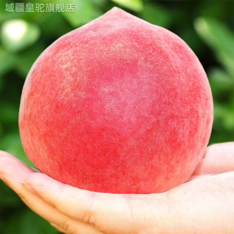 正宗现摘冬桃新鲜应季桃子新鲜水果春雪脆桃毛桃黄整箱包邮,淘宝优惠券,粉丝福利购,淘宝优惠卷