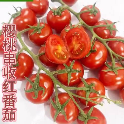 串收番茄整串小西红柿脆甜樱桃圣女果酸甜浓郁孕妇水果包邮 - 图1