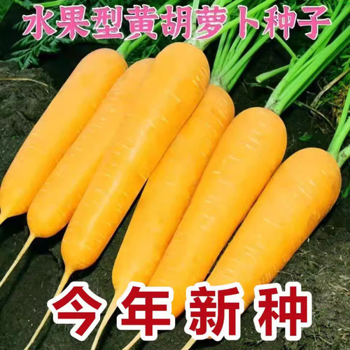 【今年新种】黄参水果胡萝卜种孑齐头黄胡萝卜种春秋季蔬菜种子 - 图0