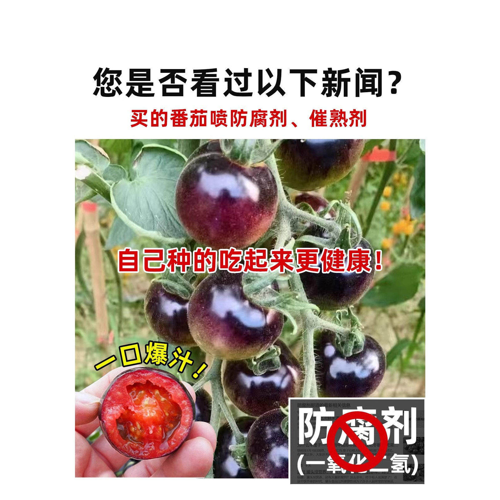 糖水黑珍珠黑番茄种子黑柿子小番茄籽圣女果阳台盆栽蔬菜种子苗秧,淘宝优惠券,粉丝福利购,淘宝优惠卷