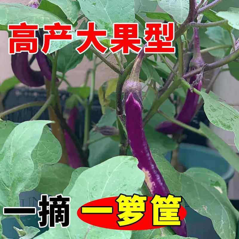 特长紫线茄种子耐寒杭茄一号紫红茄高产早熟种籽阳台盆栽蔬菜种子,淘宝优惠券,粉丝福利购,淘宝优惠卷