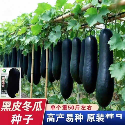 黑皮冬瓜种孑高产春季四季农家庭院冬瓜种籽抗病阳台种植冬瓜种子 - 图0