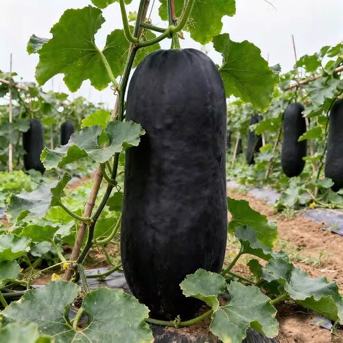 黑皮冬瓜种孑高产春季四季农家庭院冬瓜种籽抗病阳台种植冬瓜种子 - 图2