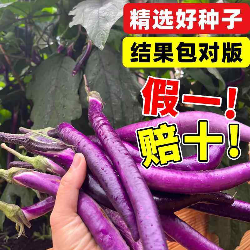 特长紫线茄种子耐寒杭茄一号紫红茄高产早熟种籽阳台盆栽蔬菜种子,淘宝优惠券,粉丝福利购,淘宝优惠卷