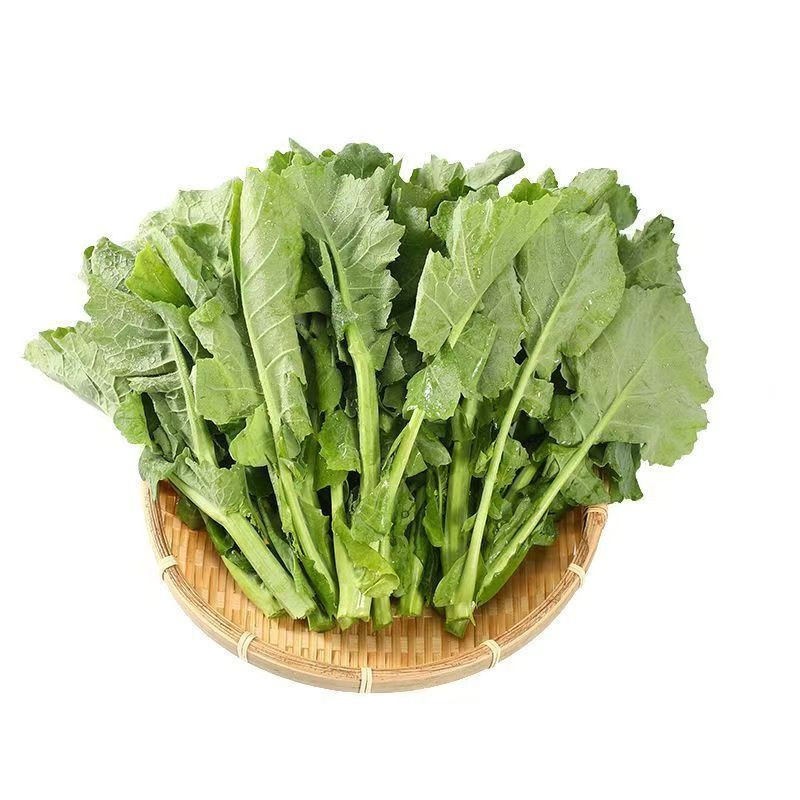 板蓝根青菜种子食用特色野菜材种籽四季蔬菜孑阳台盆栽春季,淘宝优惠券,粉丝福利购,淘宝优惠卷