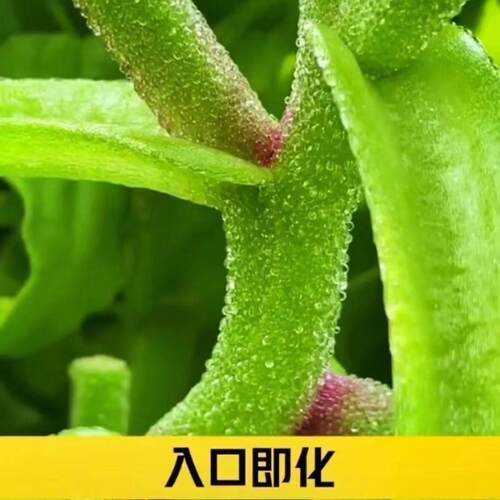 正品冰菜新鲜冰晶菜南方蔬菜四季长寿菜营养高钙冻不死沙拉菜 - 图3