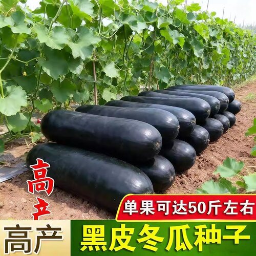 黑皮冬瓜种孑高产春季四季农家庭院冬瓜种籽抗病阳台种植冬瓜种子 - 图1