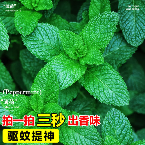 薄荷种子可食用老品种香水柠檬薄荷种籽四季阳台盆栽驱蚊花卉种孑 - 图1