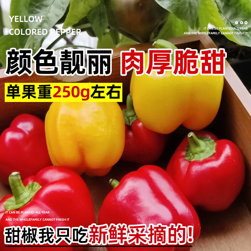 五彩甜椒种子大果高产水果辣椒灯笼椒甜椒种籽庭院阳台盆栽辣椒苗,淘宝优惠券,粉丝福利购,淘宝优惠卷
