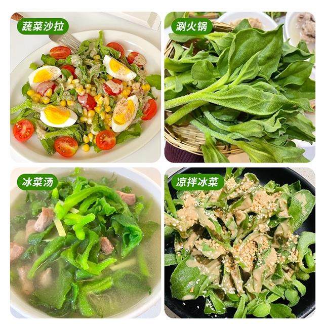 冰菜大苗水晶冰菜秧苗四季种植盆栽耐寒蔬菜苗冰菜幼苗种籽带土球,淘宝优惠券,粉丝福利购,淘宝优惠卷