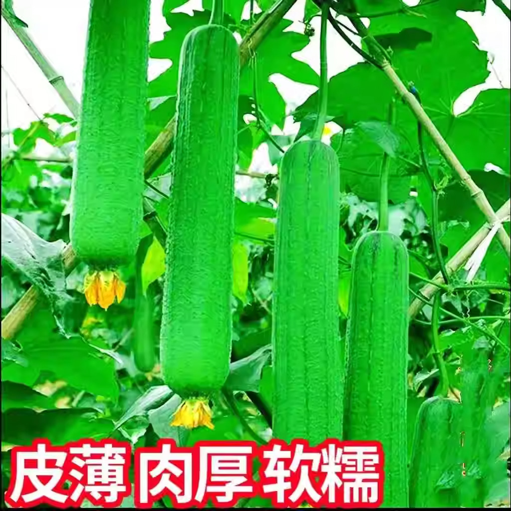抗热耐高温肉丝瓜早熟丝瓜籽四季香丝瓜软糯肉厚皮薄庭院爬藤丝瓜,淘宝优惠券,粉丝福利购,淘宝优惠卷