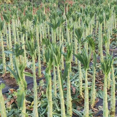 一米青贡菜种子四季耐高温耐寒苔干菜种籽专用笋干山蛰菜响菜蔬种 - 图3