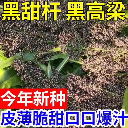 黑皮甜杆种子根根甜糖度高汁水足小菜园种植春夏秋四季播水果种孑 - 图2