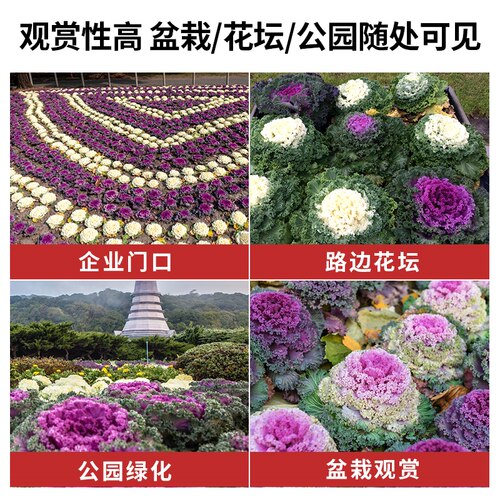 多彩羽衣甘蓝种籽观赏食用日本甘兰蔬菜种子叶牡丹春秋季盆栽菜籽 - 图1