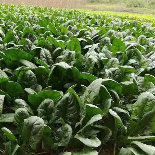 传统老菠种子红根大叶菠菜菜耐寒耐热可越冬田园易种植易管理蔬菜 - 图1
