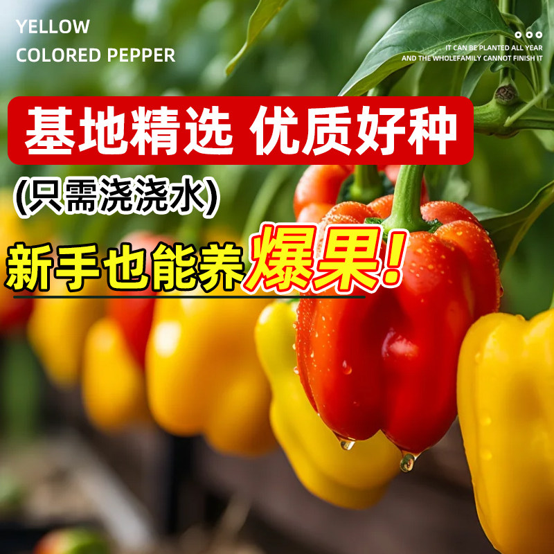 五彩甜椒种子大果高产水果辣椒灯笼椒甜椒种籽庭院阳台盆栽辣椒苗,淘宝优惠券,粉丝福利购,淘宝优惠卷