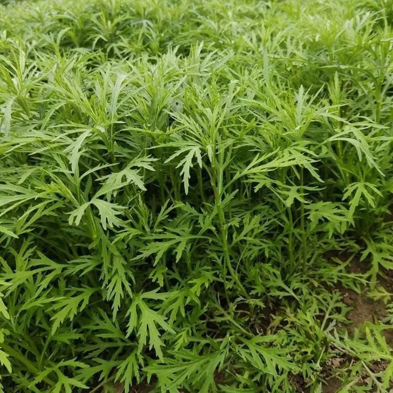 【特高产】美味芦蒿藜蒿种子四季盆栽地栽阳台小院种植高产,淘宝优惠券,粉丝福利购,淘宝优惠卷