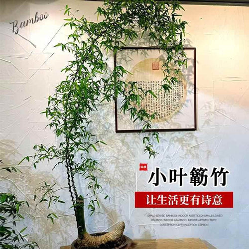 正宗小叶簕竹禅意咱湛江勒竹老桩头乐竹佛肚竹内门竹米竹竹根盆景 - 图2