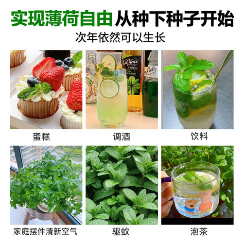 薄荷种子可食用老品种香水柠檬薄荷种籽四季阳台盆栽驱蚊花卉种孑 - 图3