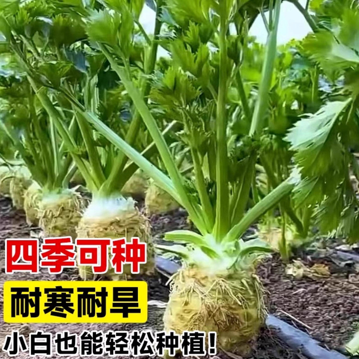 根芹球根芹疙瘩山东地中海根芹耐寒秋冬蔬菜正宗根芹老桩阳台种球,淘宝优惠券,粉丝福利购,淘宝优惠卷