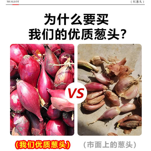 种植专用四川小香葱红葱头带芽盆栽火葱黄葱四季葱苗榨葱油干葱头 - 图0