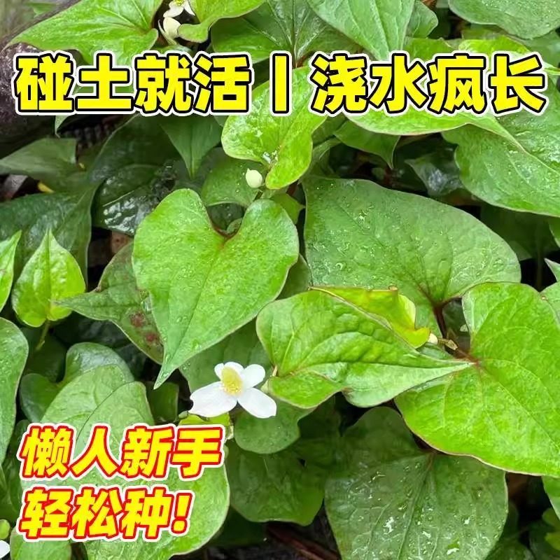野生鱼腥草种子种苗+四川正宗新鲜折耳根苗家庭园艺四季盆栽,淘宝优惠券,粉丝福利购,淘宝优惠卷