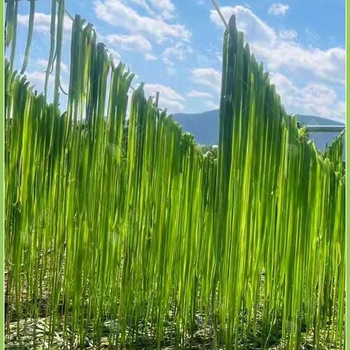 一米青贡菜种子四季耐高温耐寒苔干菜种籽专用笋干山蛰菜响菜蔬种 - 图1