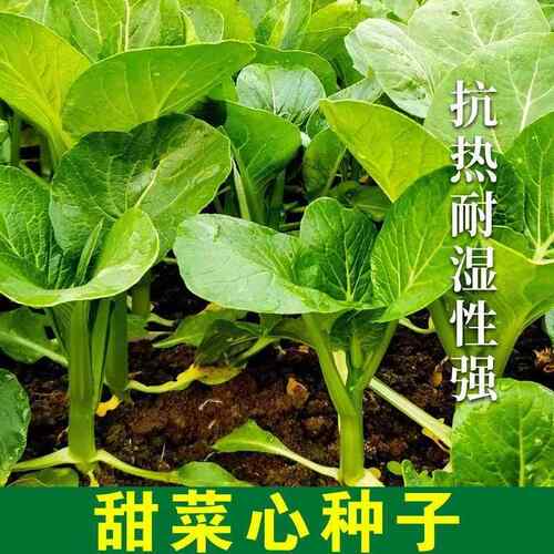 【20天采摘】四季菜心种盆栽四九甜菜心籽割了又长青菜籽蔬菜种籽 - 图2