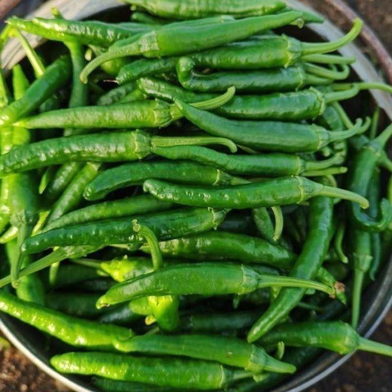 樟树港辣椒种子苗四季原装辣椒种子樟树港椒种籽软皮微辣蔬菜种子,淘宝优惠券,粉丝福利购,淘宝优惠卷