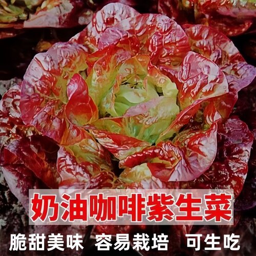 奶油汉堡咖啡紫生菜新鲜叶菜生吃凉拌甜脆多汁沙拉菜农家自种生菜 - 图1