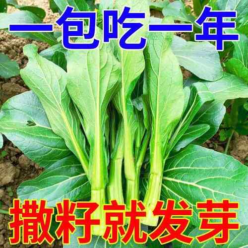 【20天采摘】四季菜心种盆栽四九甜菜心籽割了又长青菜籽蔬菜种籽 - 图0