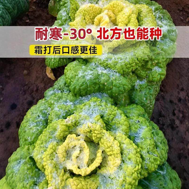 耐寒黄心乌塌菜黄心菜菊花心菜大白菜农家四季播蔬菜黄金乌矮脚黄,淘宝优惠券,粉丝福利购,淘宝优惠卷