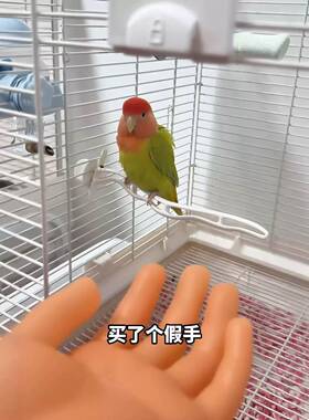 鹦鹉防咬仿真假手道具杜丹鸟训练