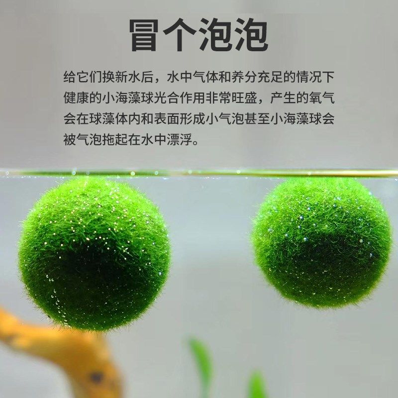 幸福海藻球微景观鱼缸生态瓶室内桌面水培创意迷你植物水生绿藻球,淘宝优惠券,粉丝福利购,淘宝优惠卷