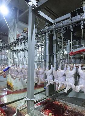 鸡鸭鹅屠宰场生产线设备自动鸭屠宰流水线设计安装调试鸭宰杀线
