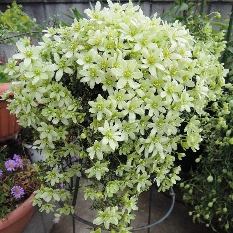 春早知铁线莲花苗盆栽爬藤植物阳台庭院藤本植物多年生花卉多季花,淘宝优惠券,粉丝福利购,淘宝优惠卷